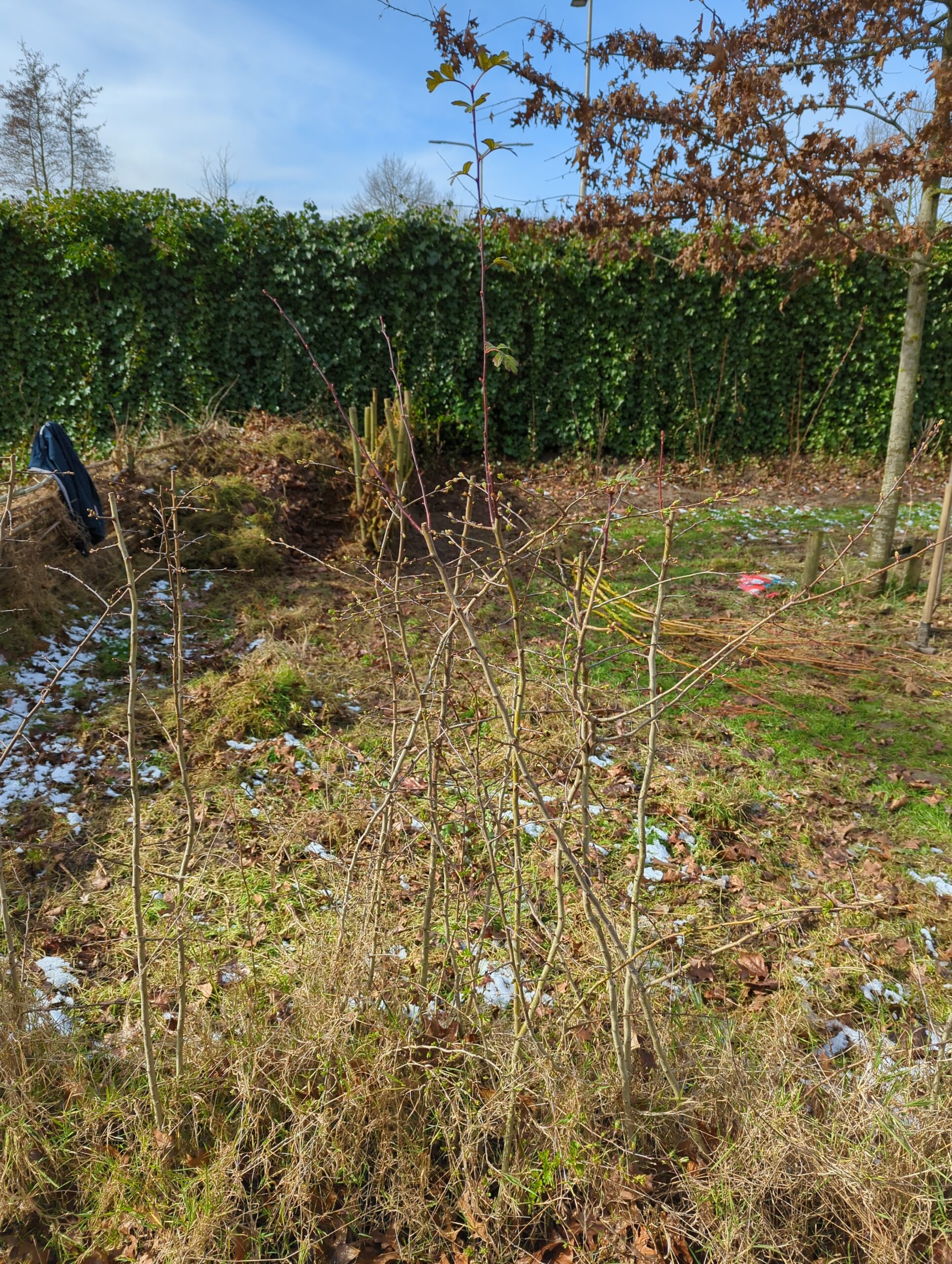 IMG_20230311_115037_344