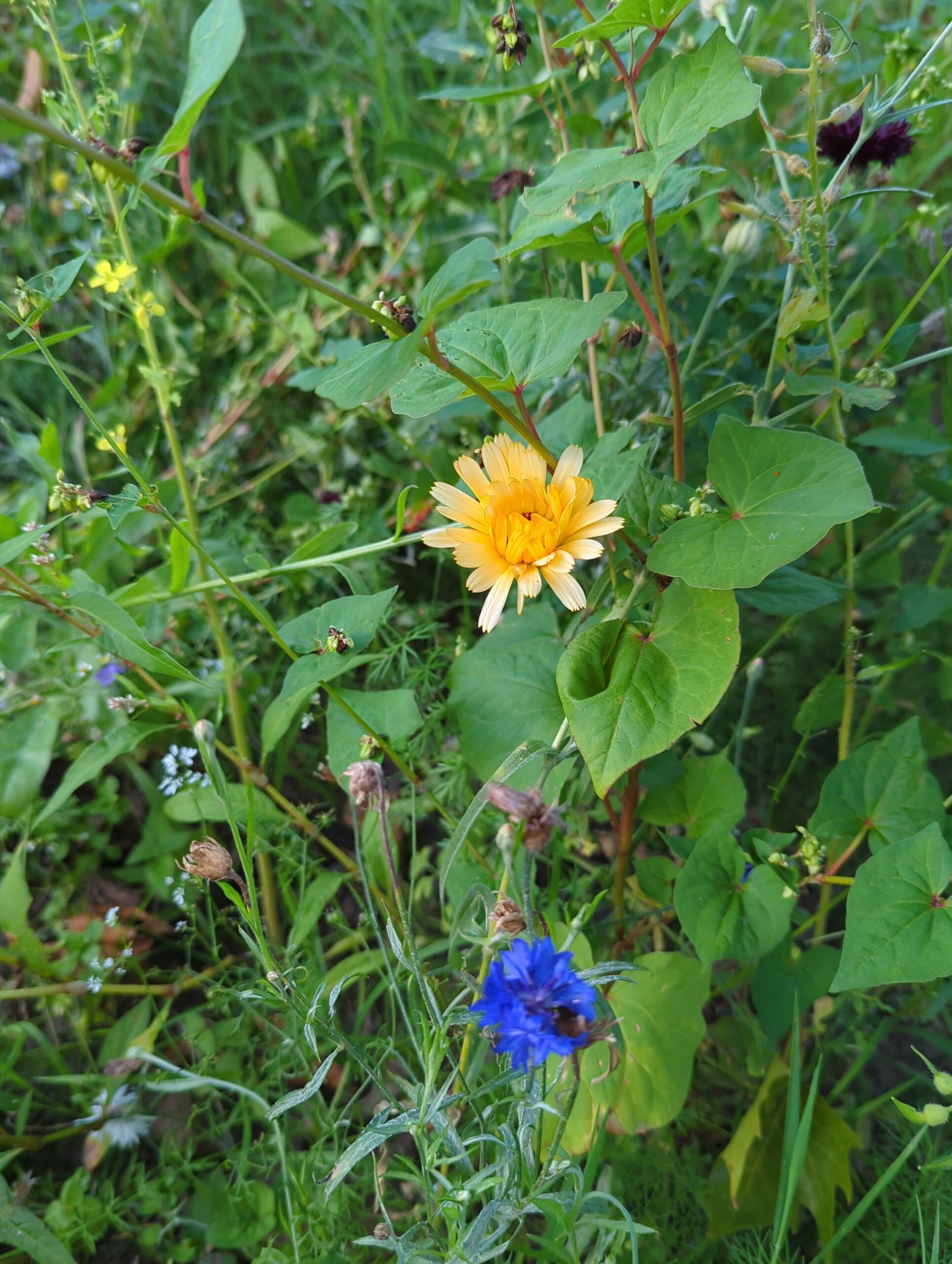 IMG_20230823_202549_631