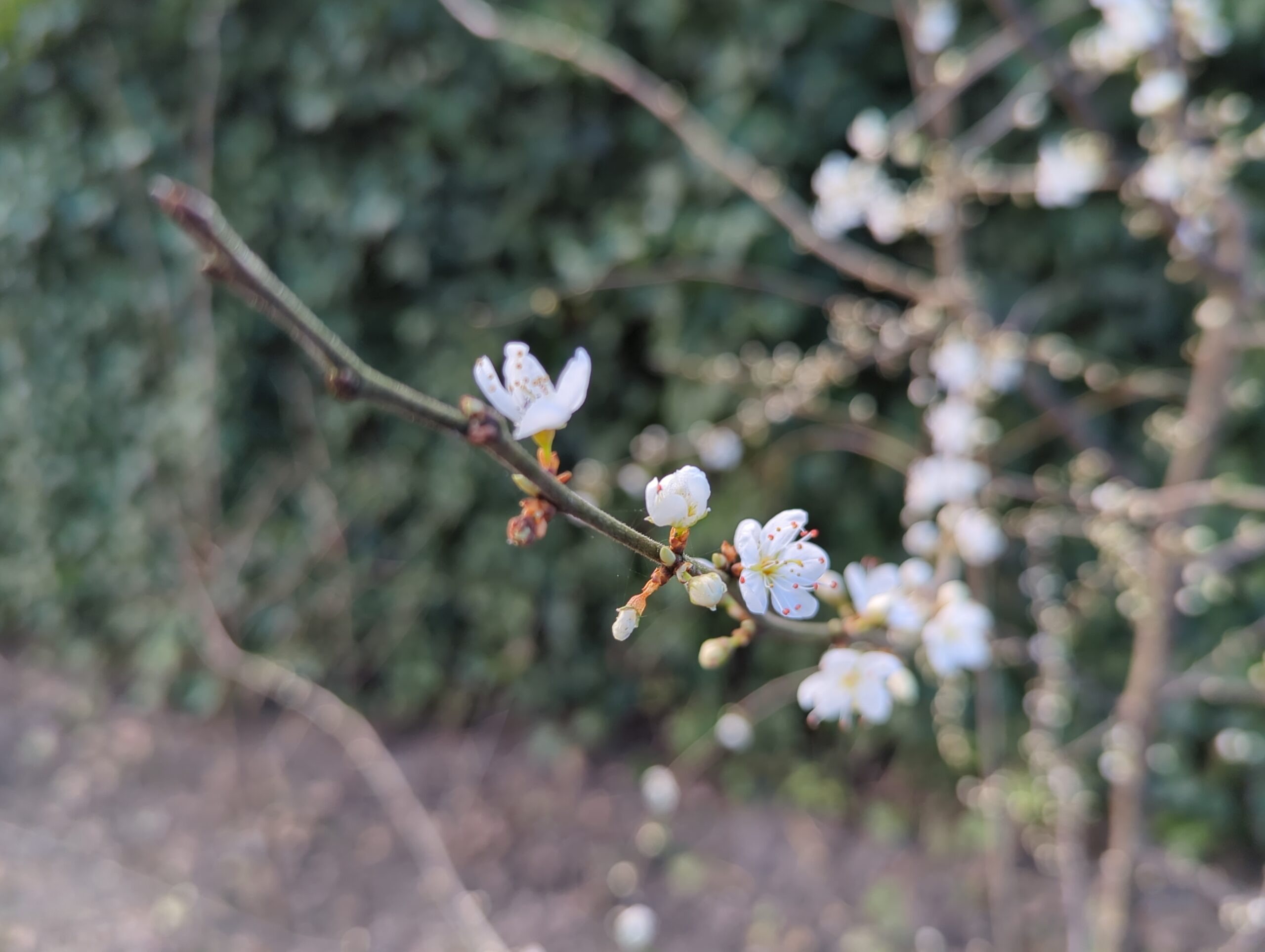 IMG_20240309_121912_962