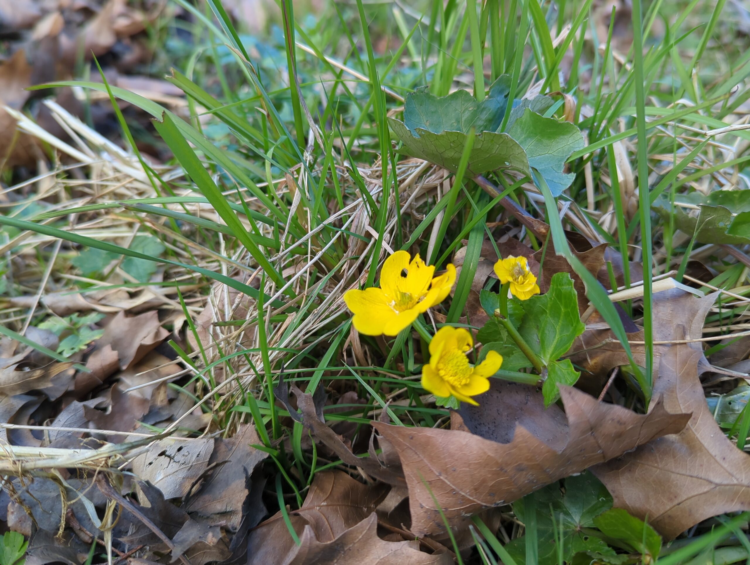 IMG_20240309_121929_078