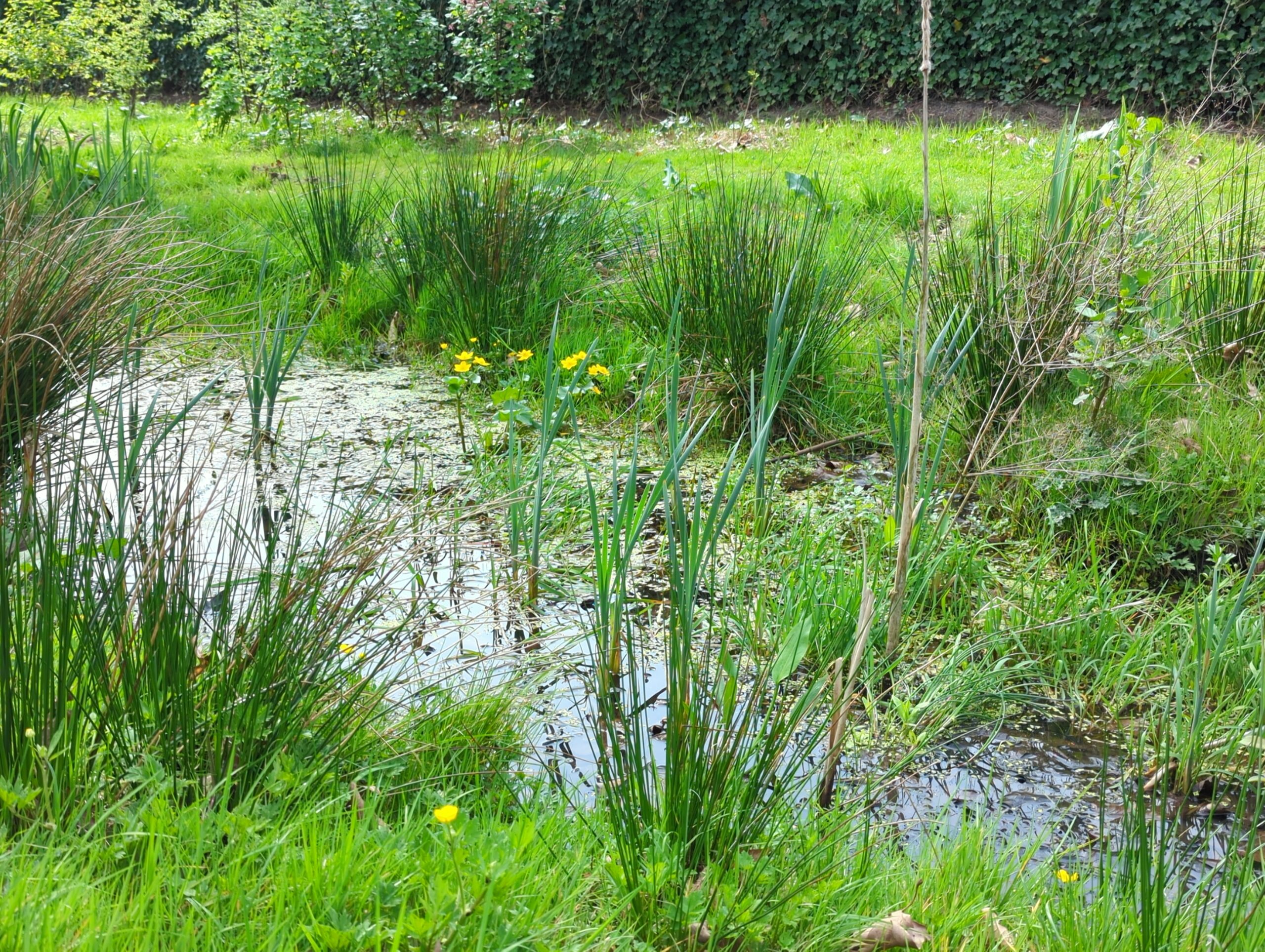 IMG_20240413_131942_434