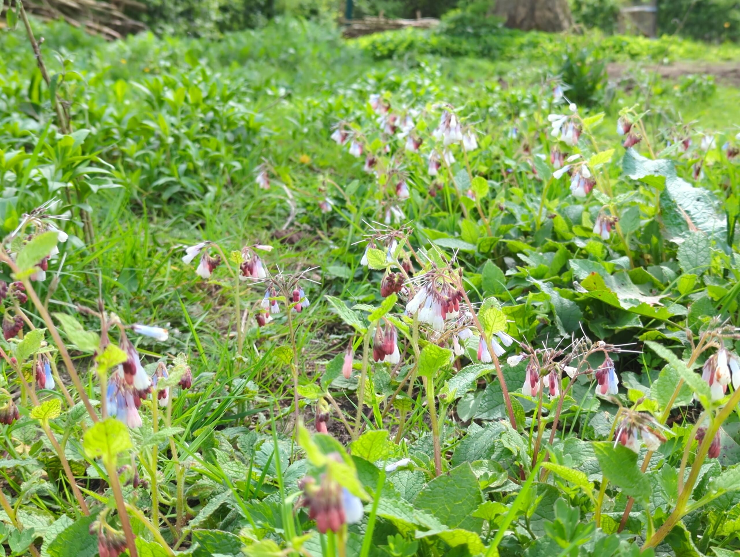 IMG_20240413_132027_612