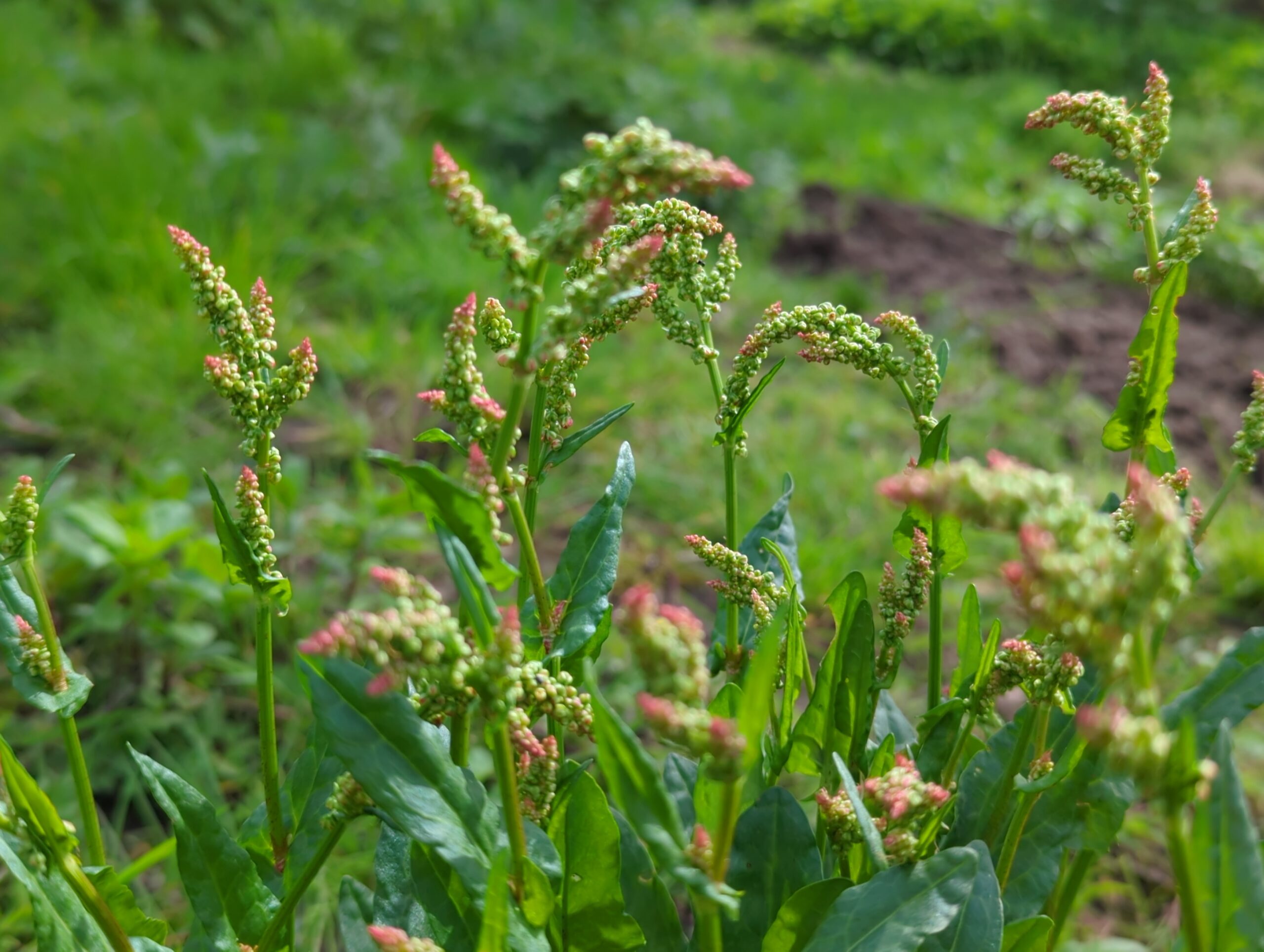 IMG_20240413_132055_938