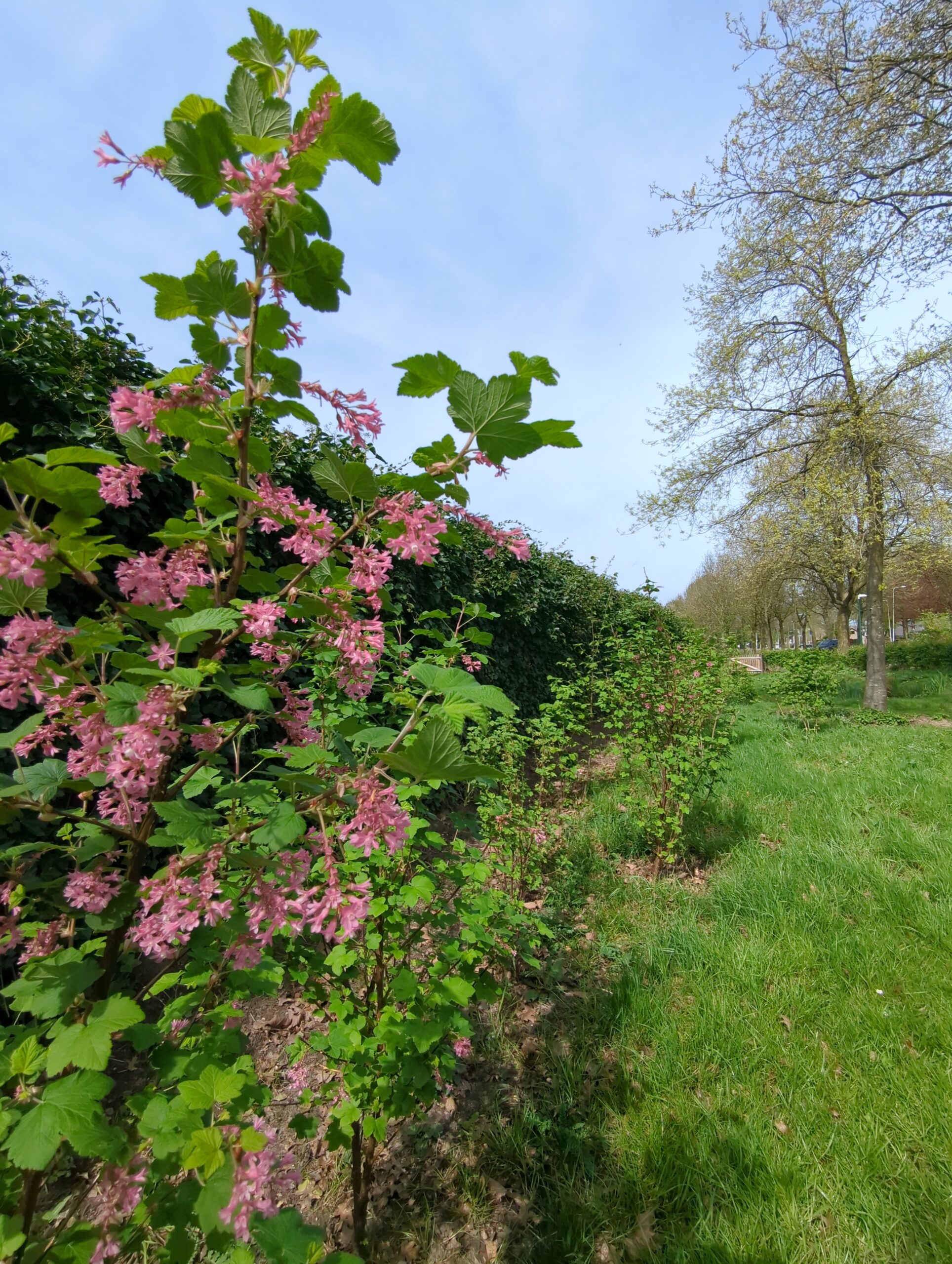 IMG_20240413_132300_530