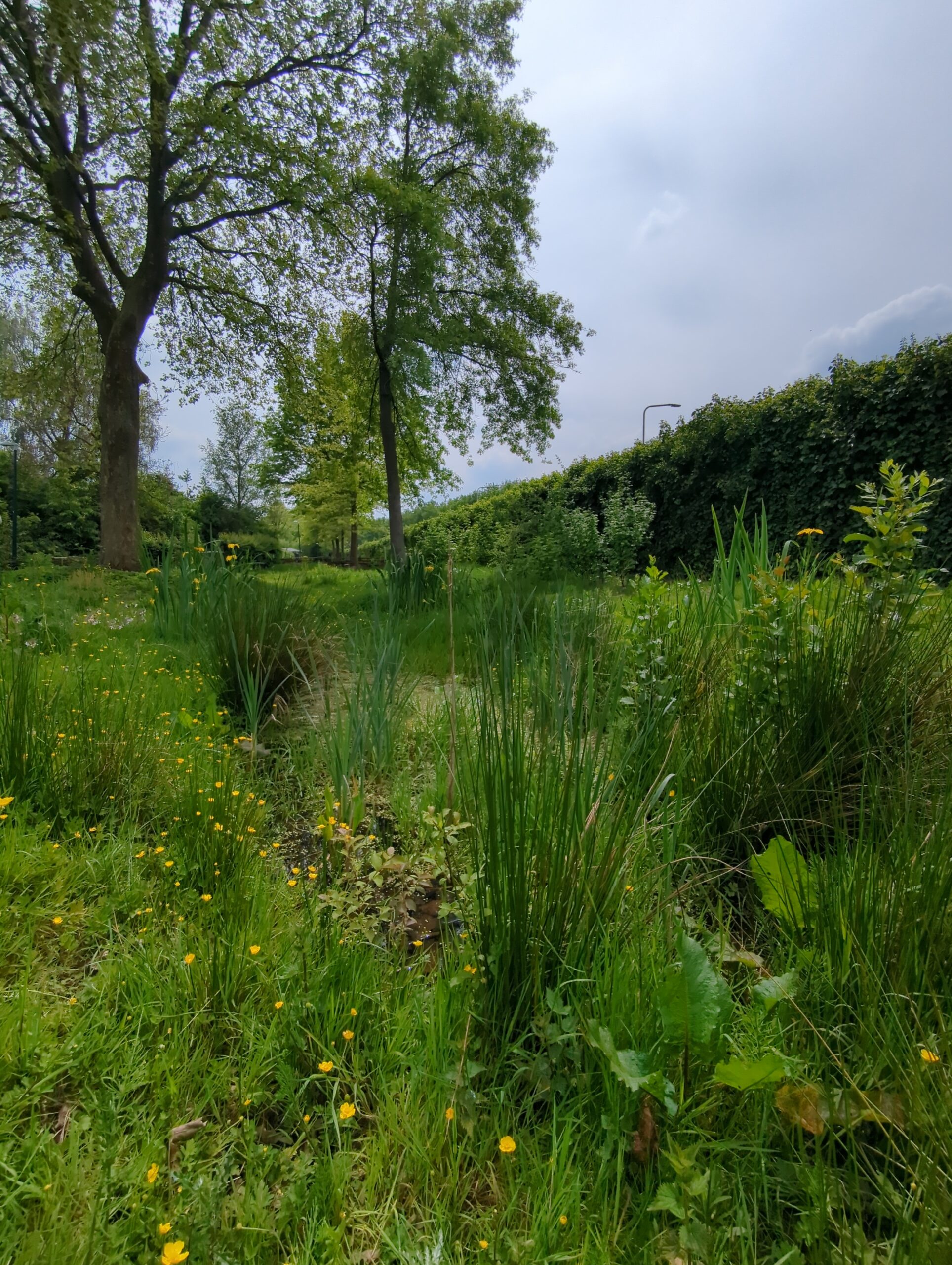 IMG_20240509_133657_524