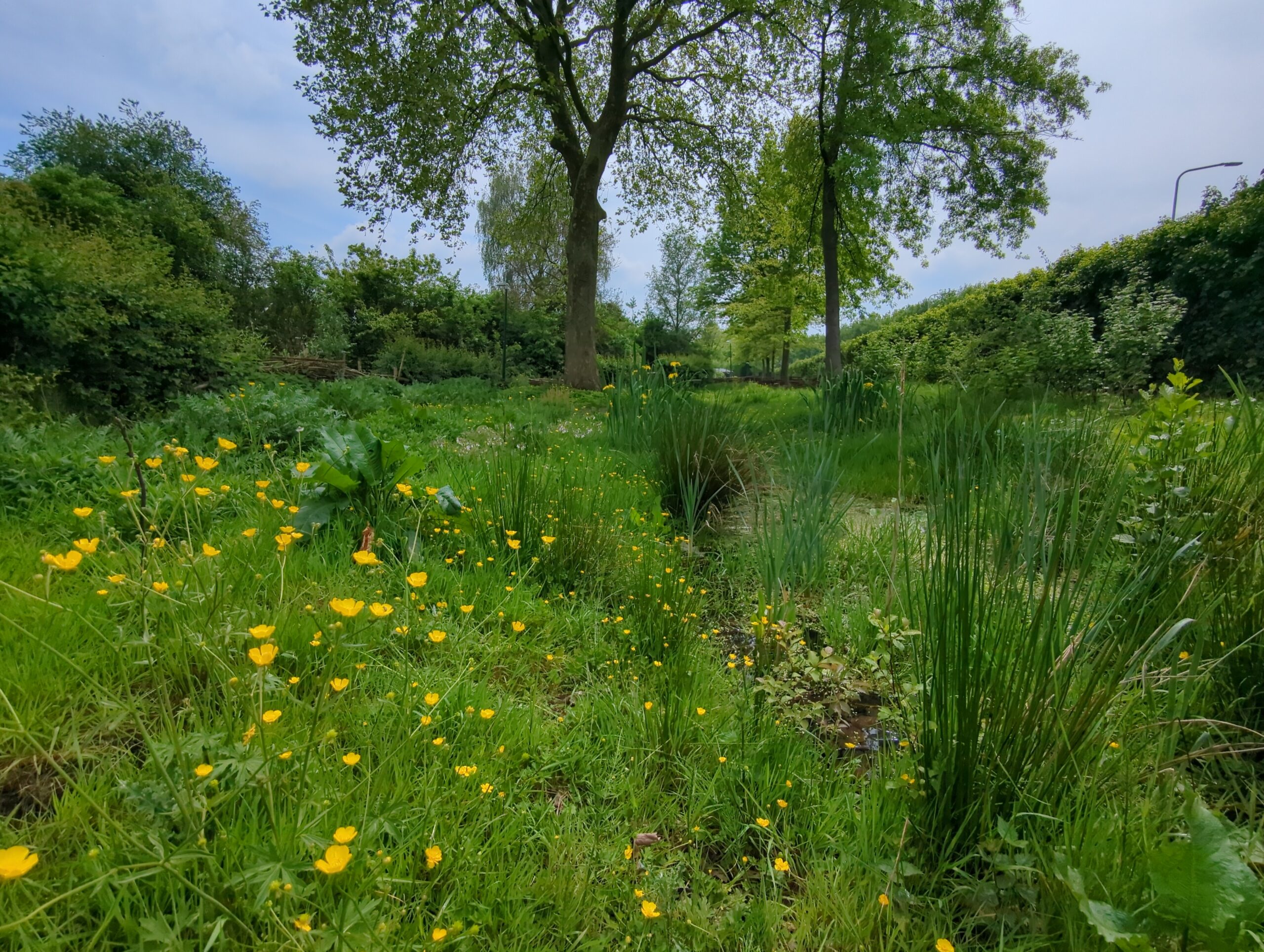 IMG_20240509_133731_613