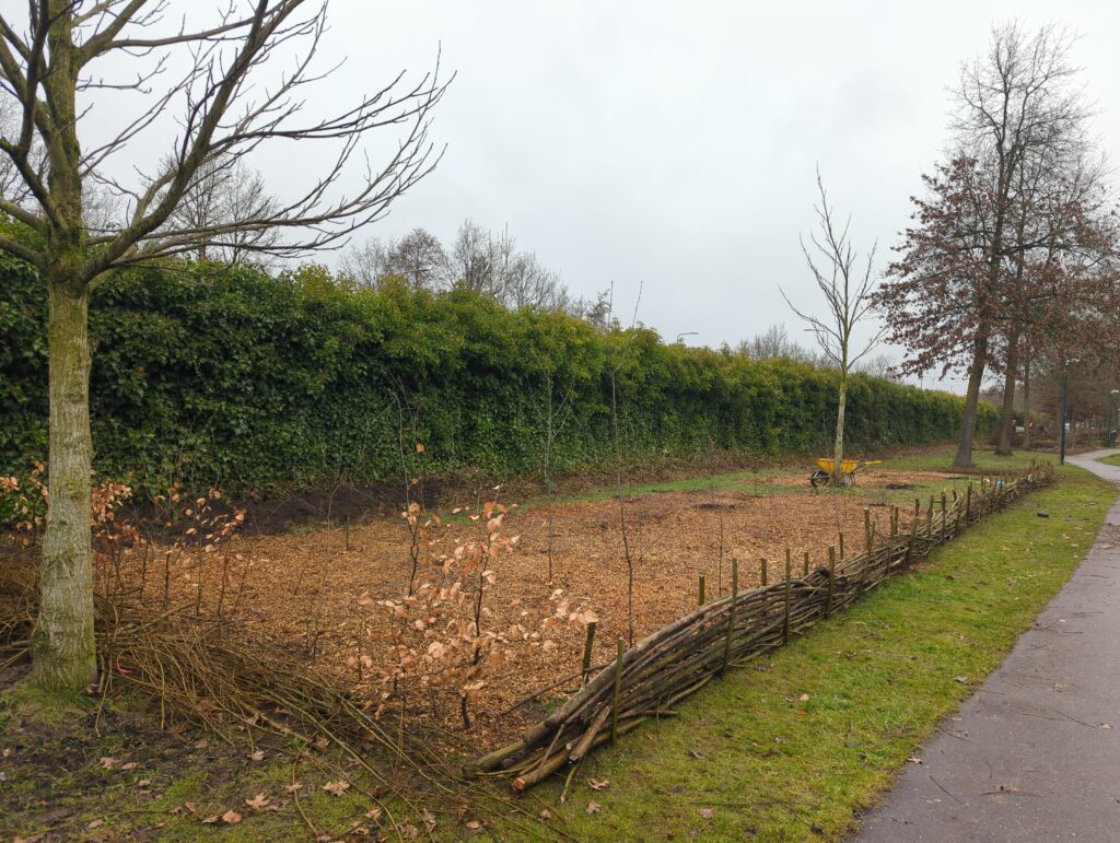 Takken ril en jonge bomen fase 3.