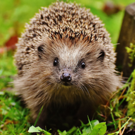 Biotuinen Woudenberg