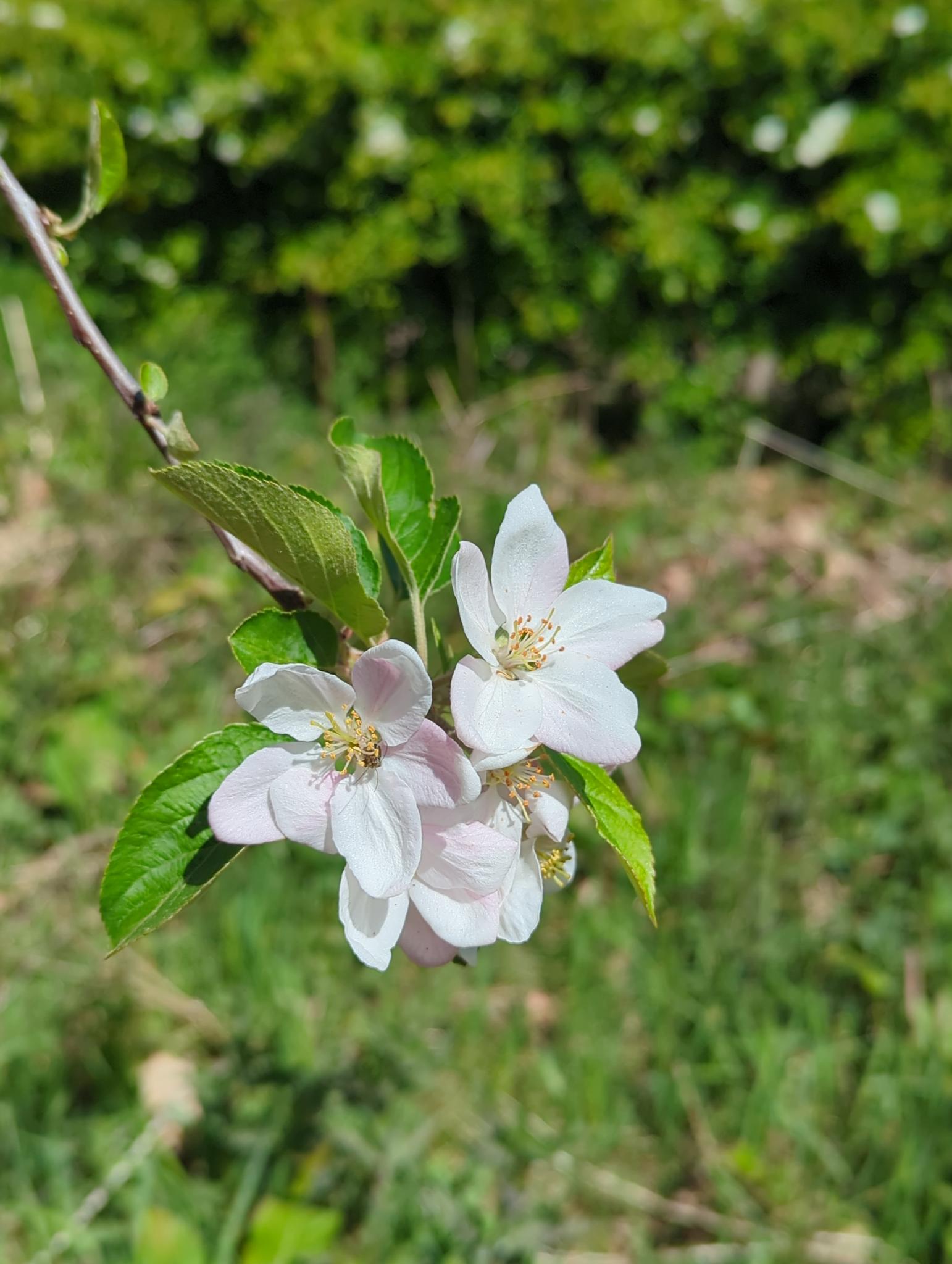 Lente 2026